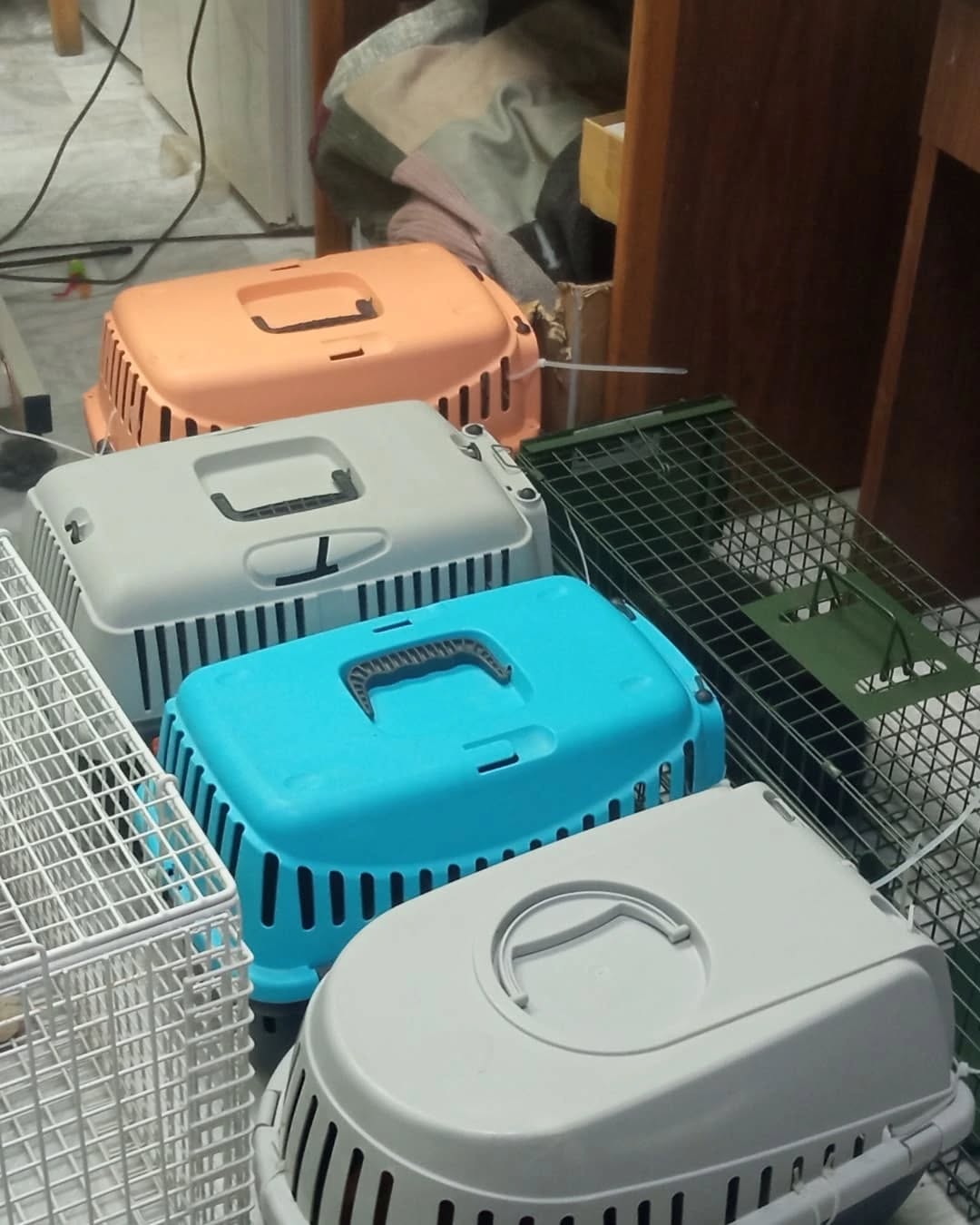Katzenboxen mit Strassenkatzen, welche kastriert werden müssen