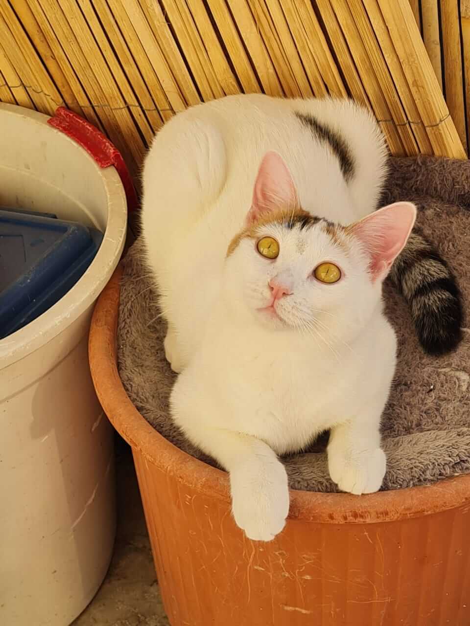 Katze adoptieren Alice Athener cats