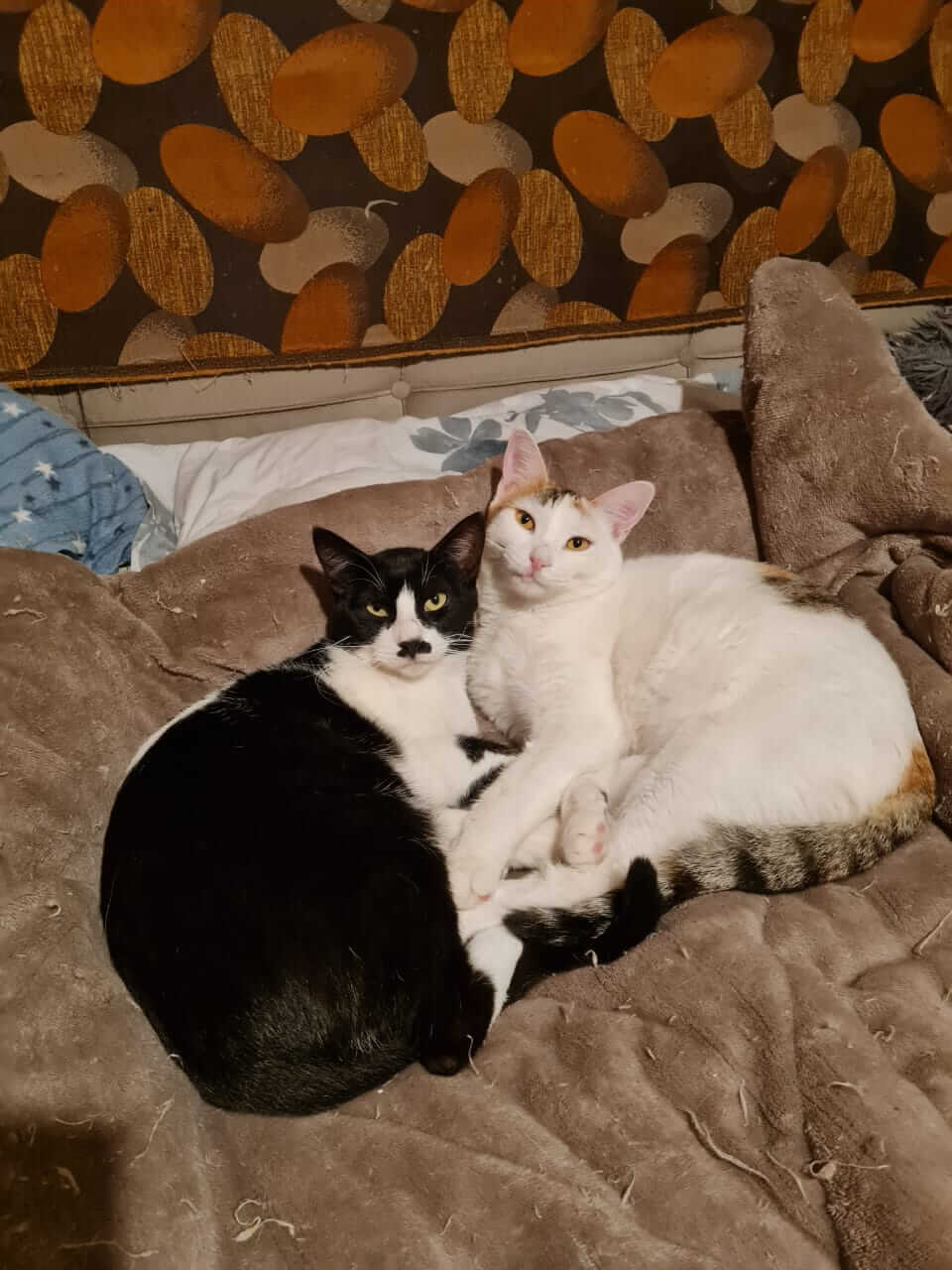 Katze adoptieren Alice Athener cats