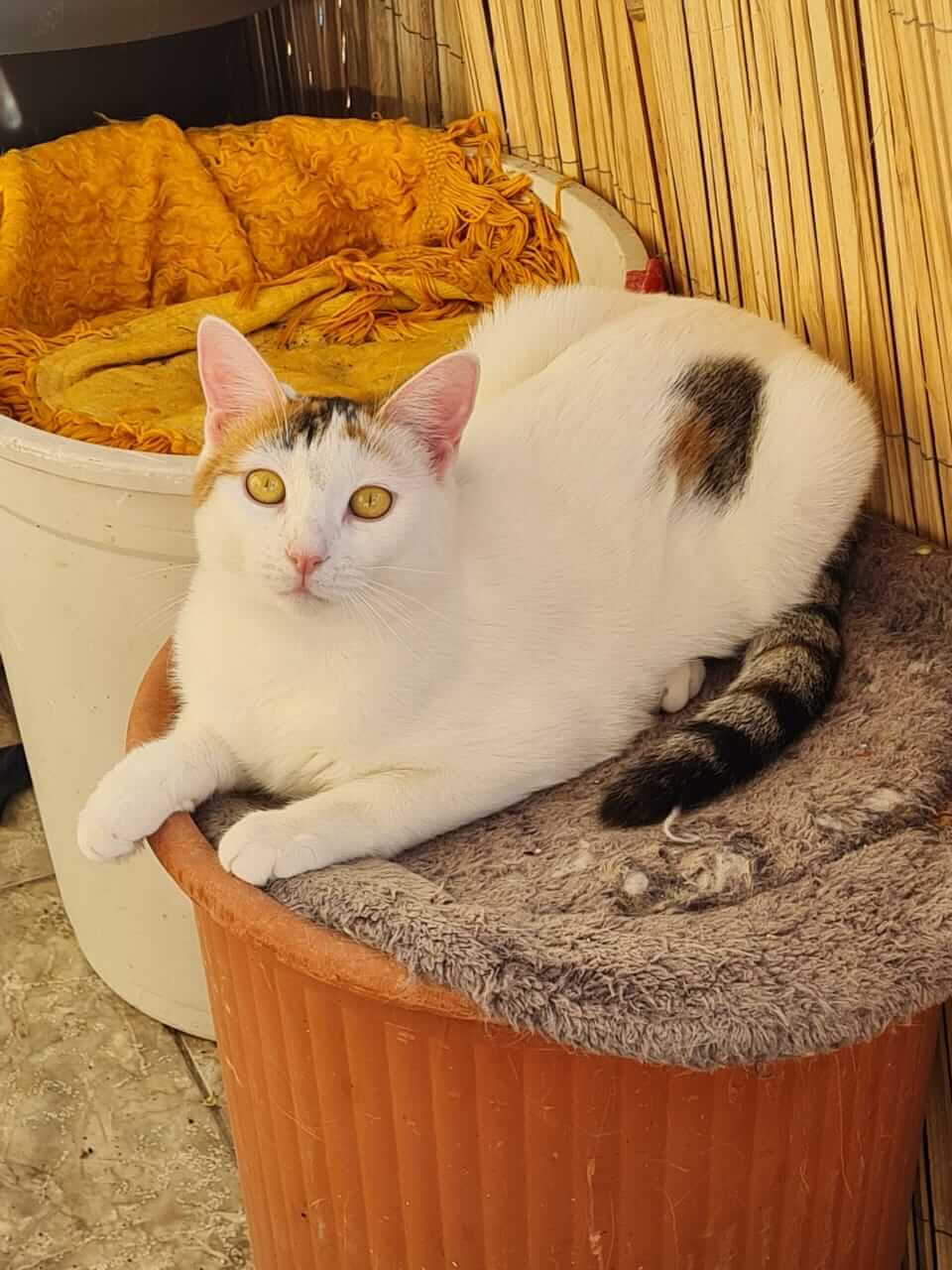 Katze adoptieren Alice Athener cats
