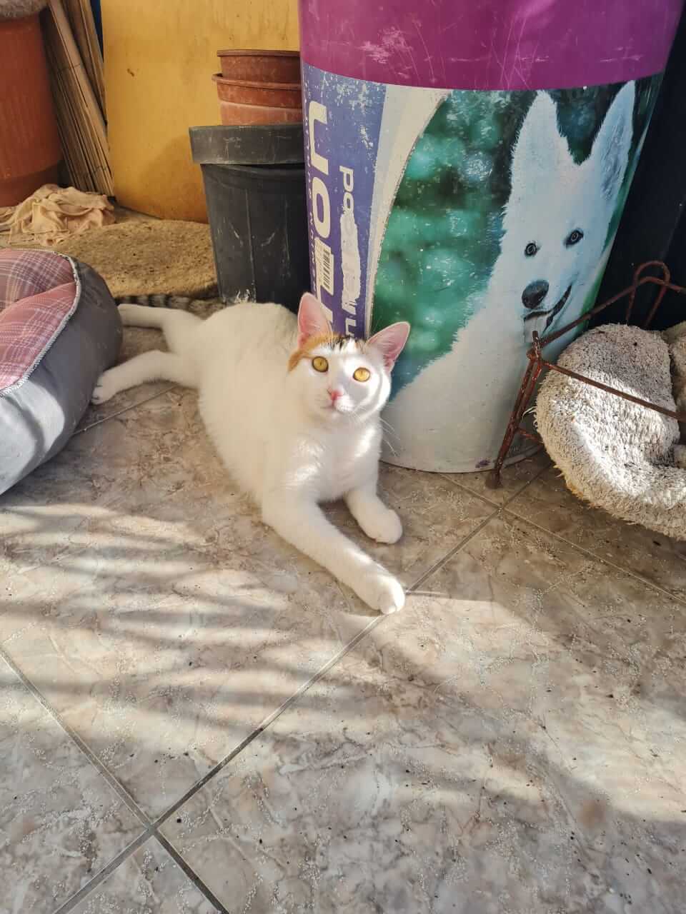 Katze adoptieren Alice Athener cats