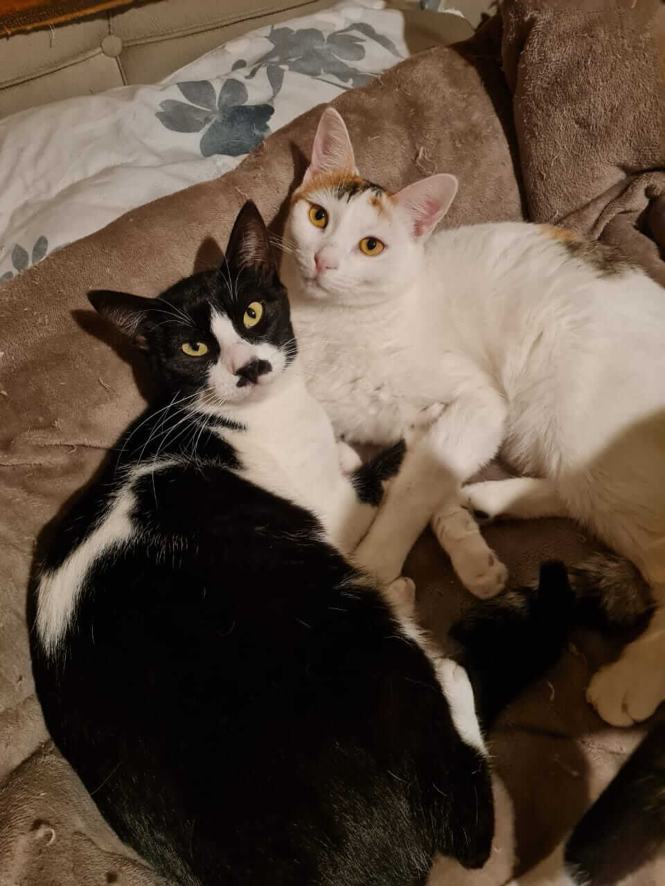 Katze adoptieren Alice Athener cats