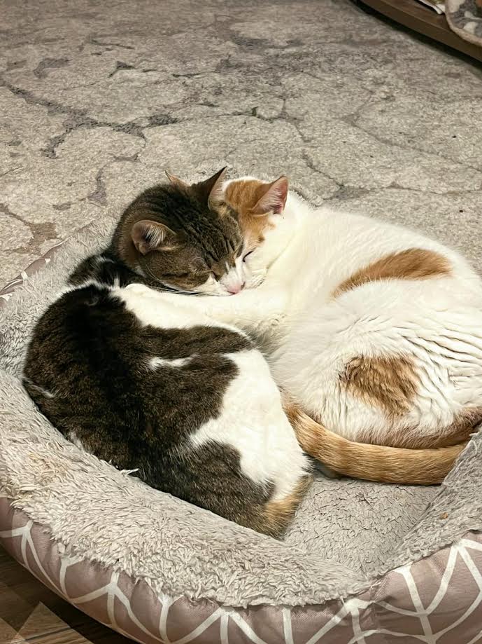 Strassenkatze in Not adoptieren