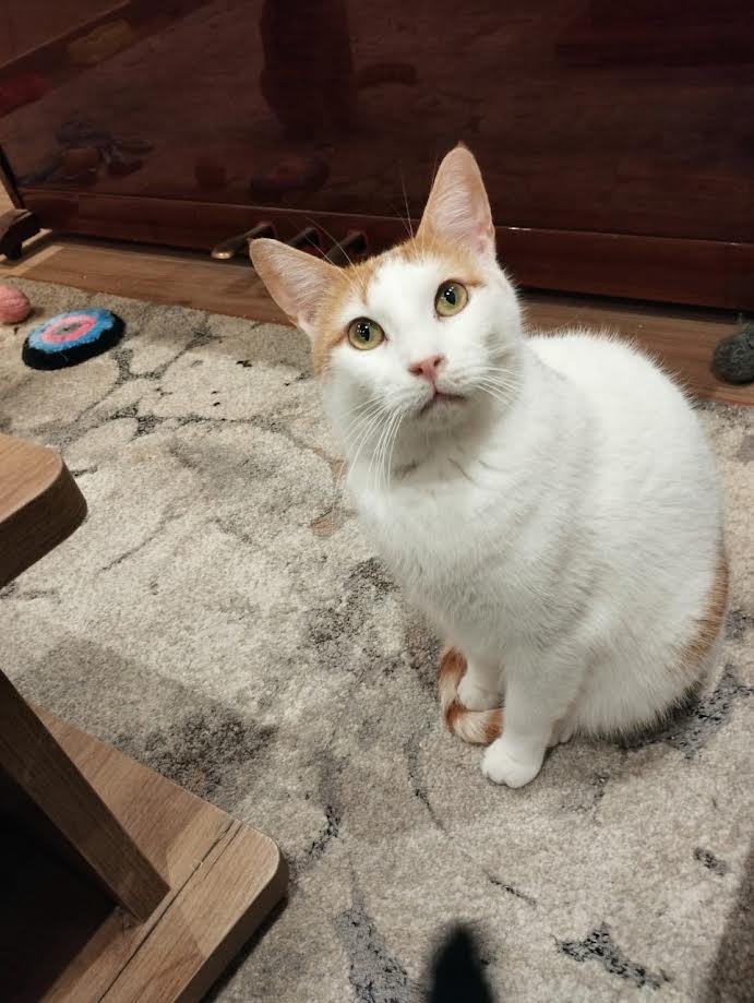 Strassenkatze in Not adoptieren