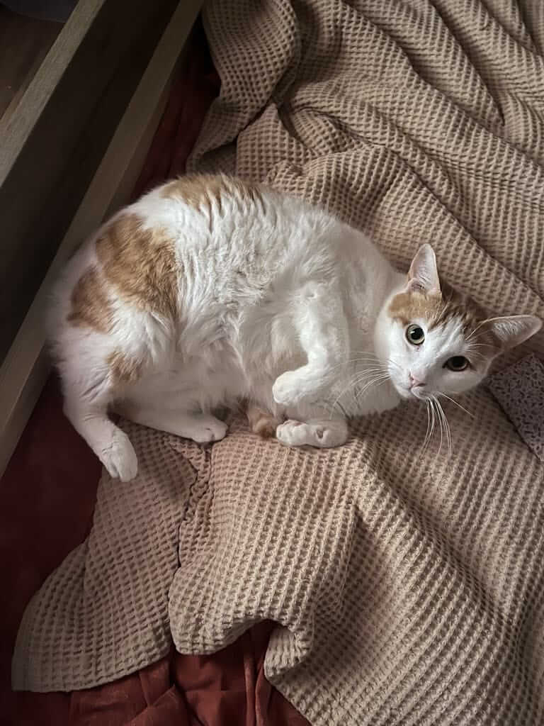 Strassenkatze in Not adoptieren
