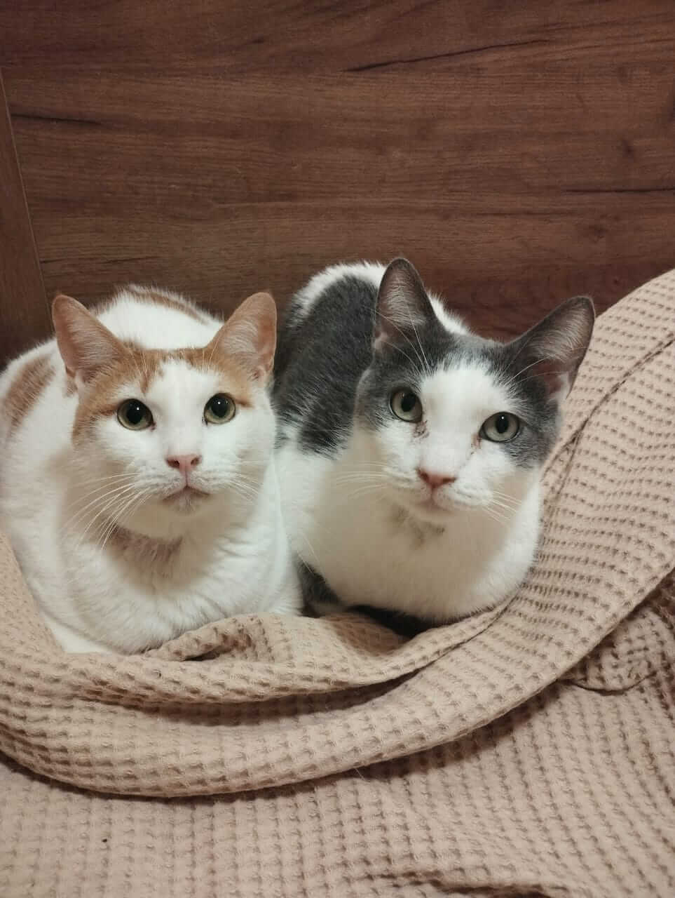 Strassenkatze in Not adoptieren