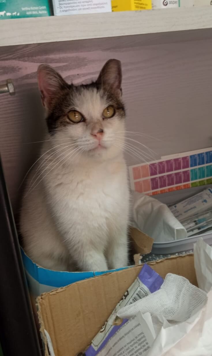 Katze in Not adoptieren