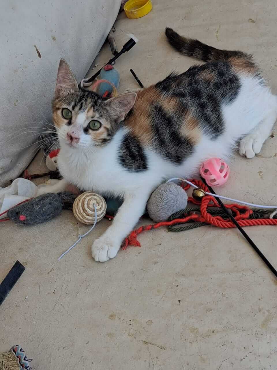 katze-adoptieren-Bizou-athener-cats