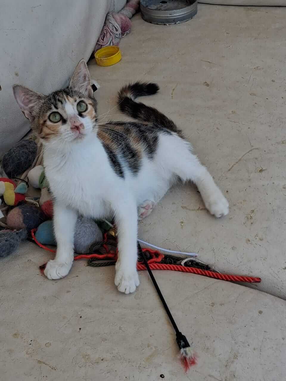 katze-adoptieren-Bizou-athener-cats
