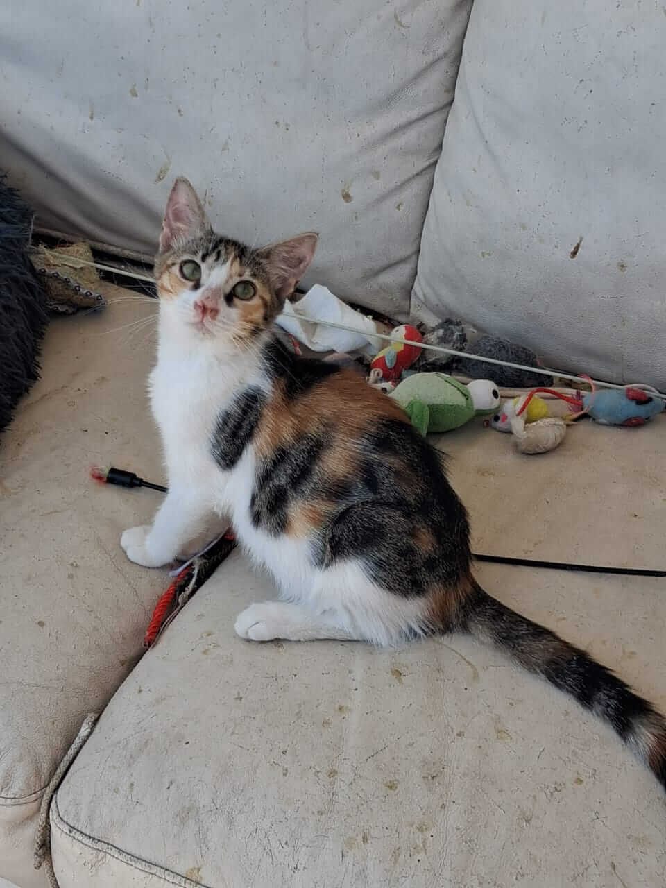katze-adoptieren-Bizou-athener-cats