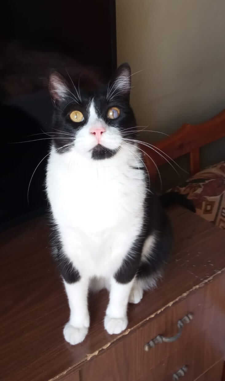 Katze in Not adoptieren