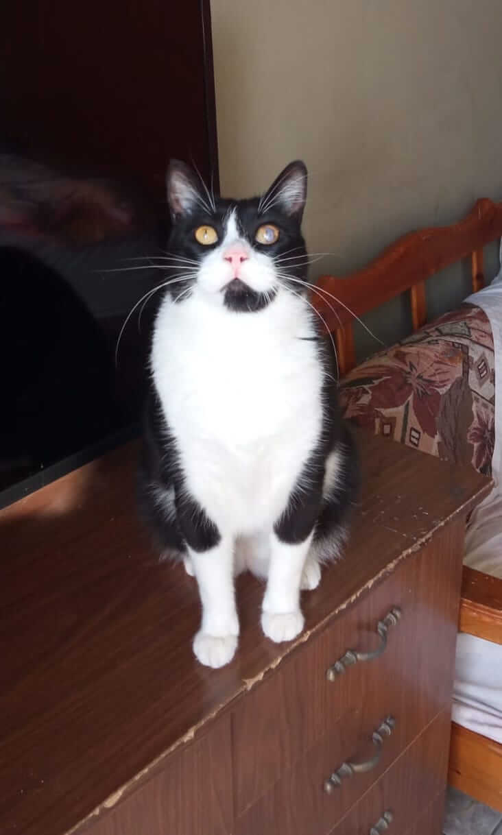 Katze in Not adoptieren