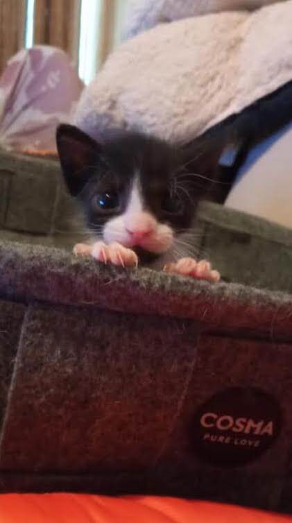 Katze in Not adoptieren