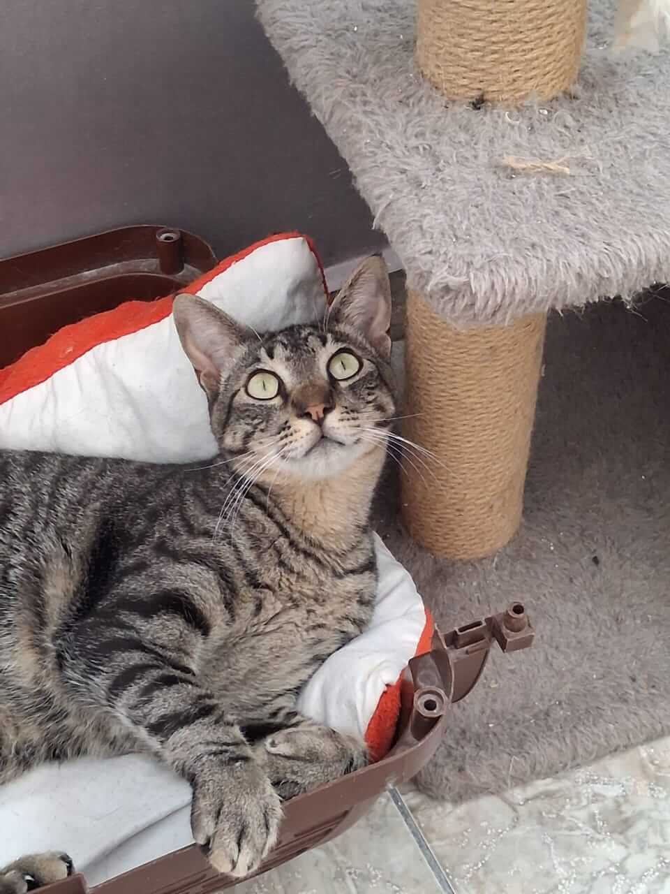 Kater adoptieren Gremlin Athener cats