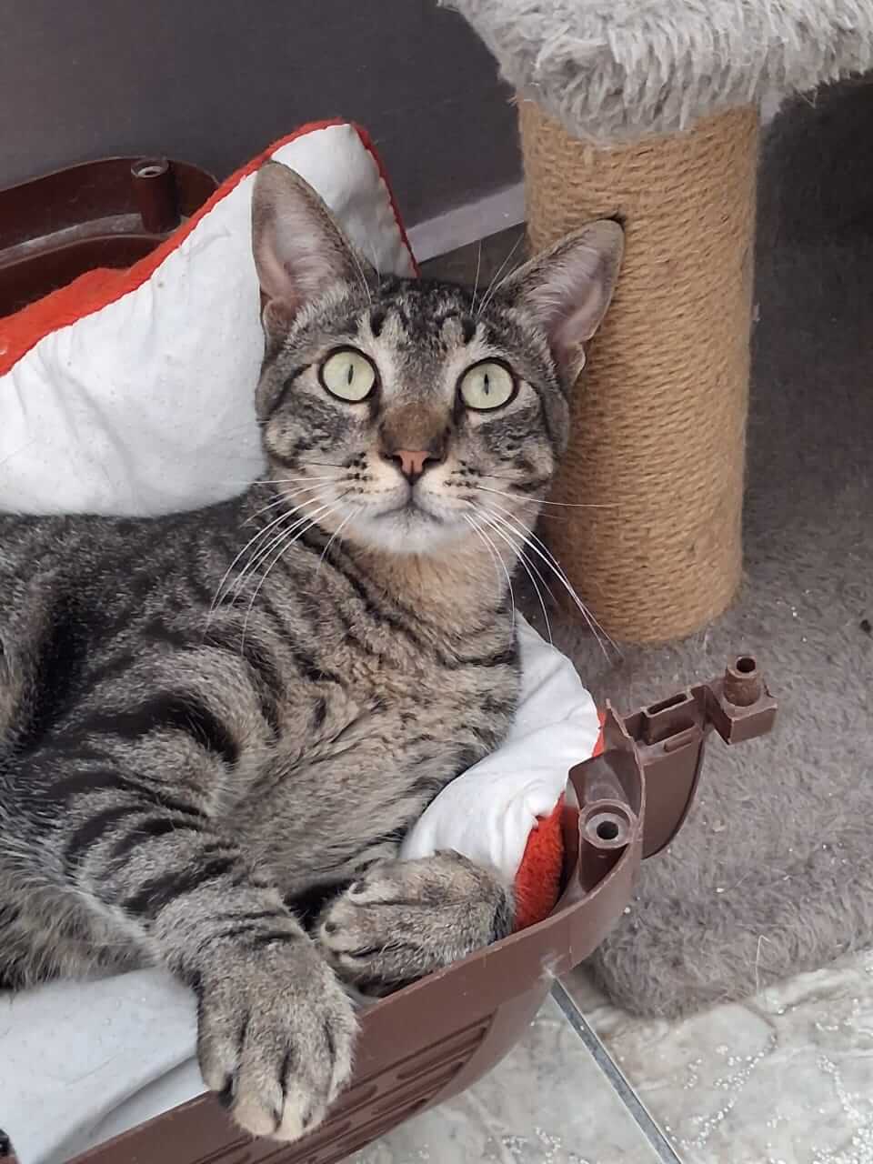 Kater adoptieren Gremlin Athener cats