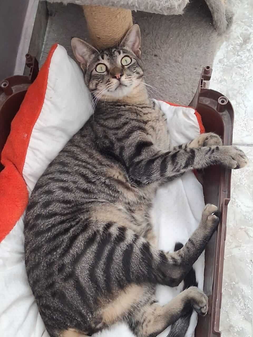Kater adoptieren Gremlin Athener cats