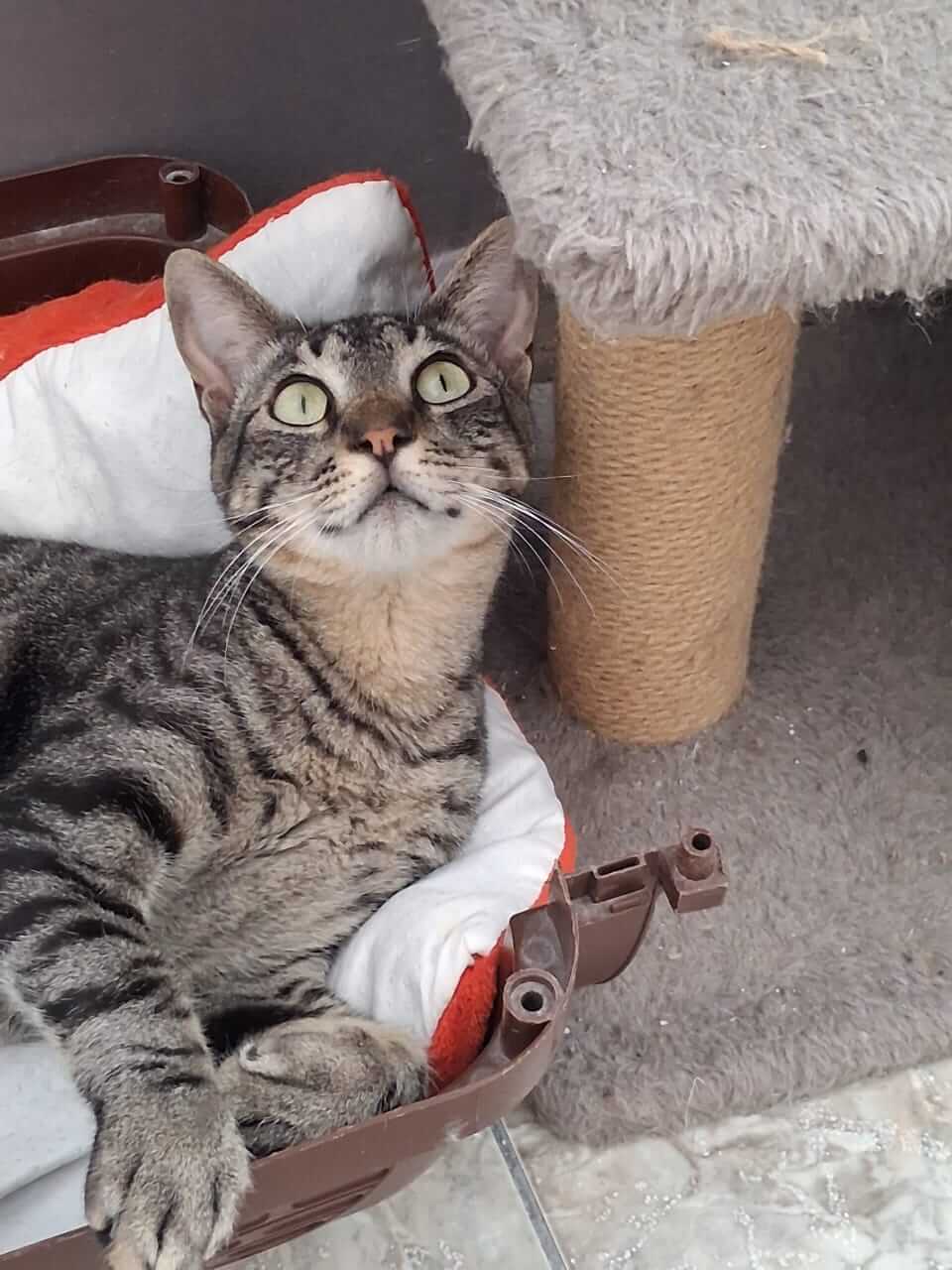Kater adoptieren Gremlin Athener cats