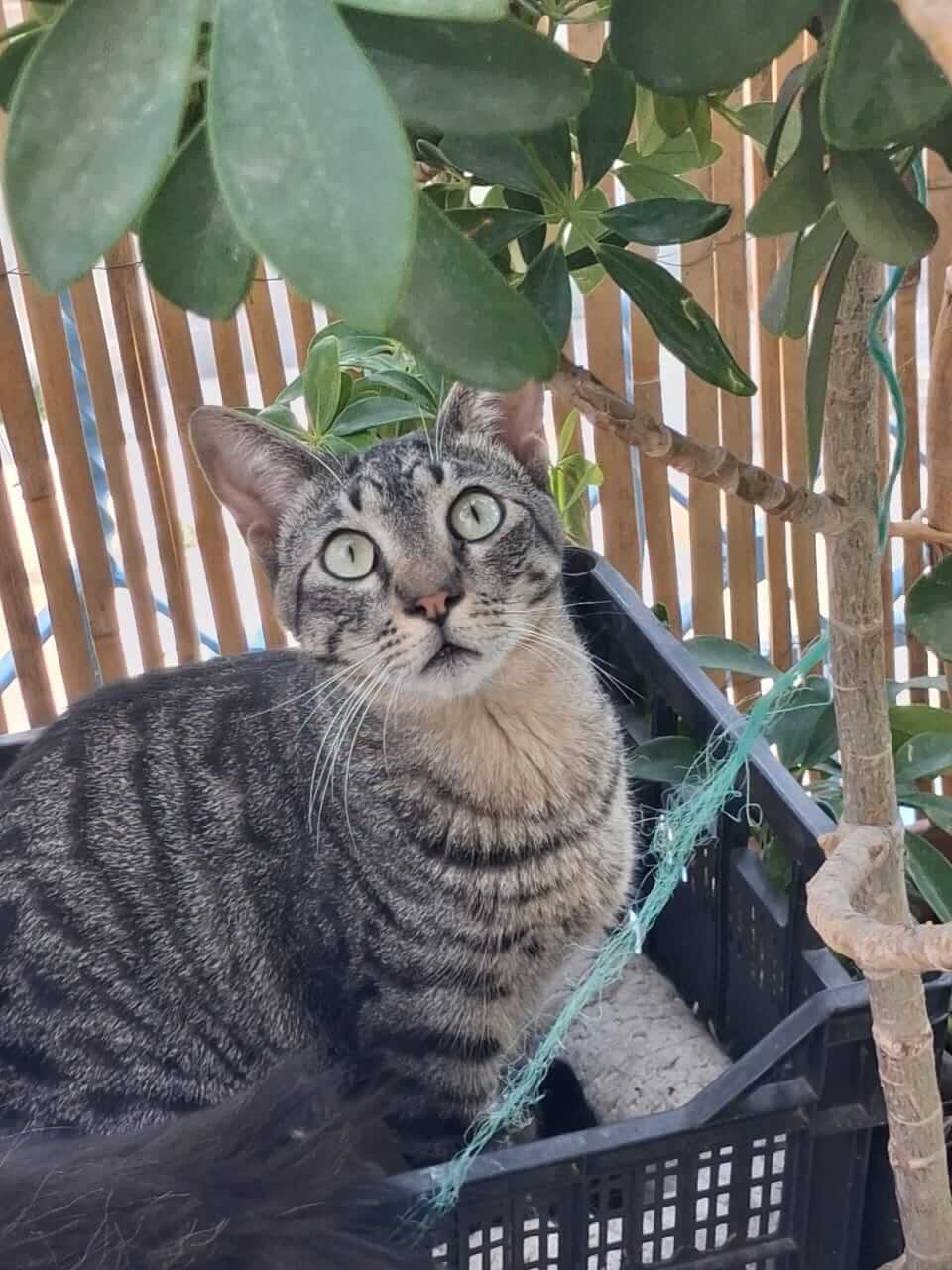 Kater adoptieren Gremlin Athener cats