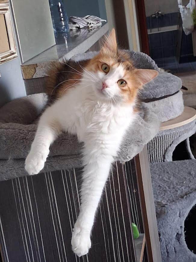 Katze adoptieren Ina Athener cats