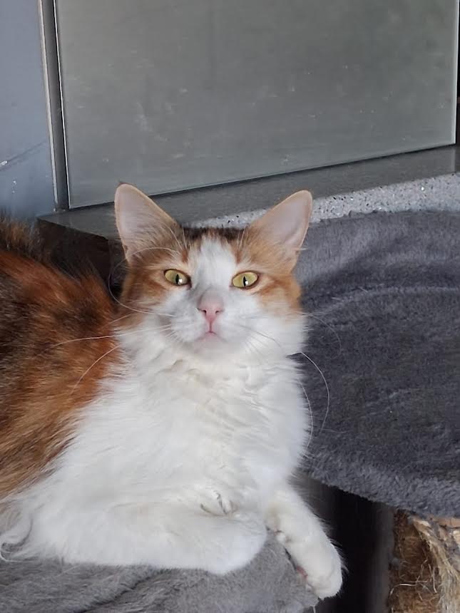 Katze adoptieren Ina Athener cats