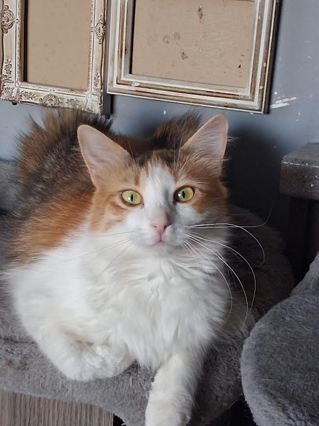 Katze adoptieren Ina Athener cats