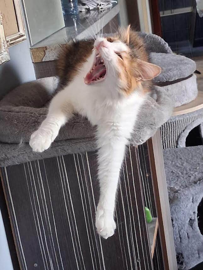 Katze adoptieren Ina Athener cats