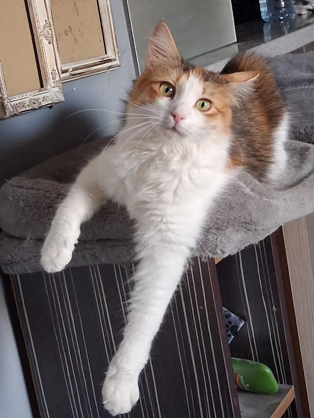 Katze adoptieren Ina Athener cats