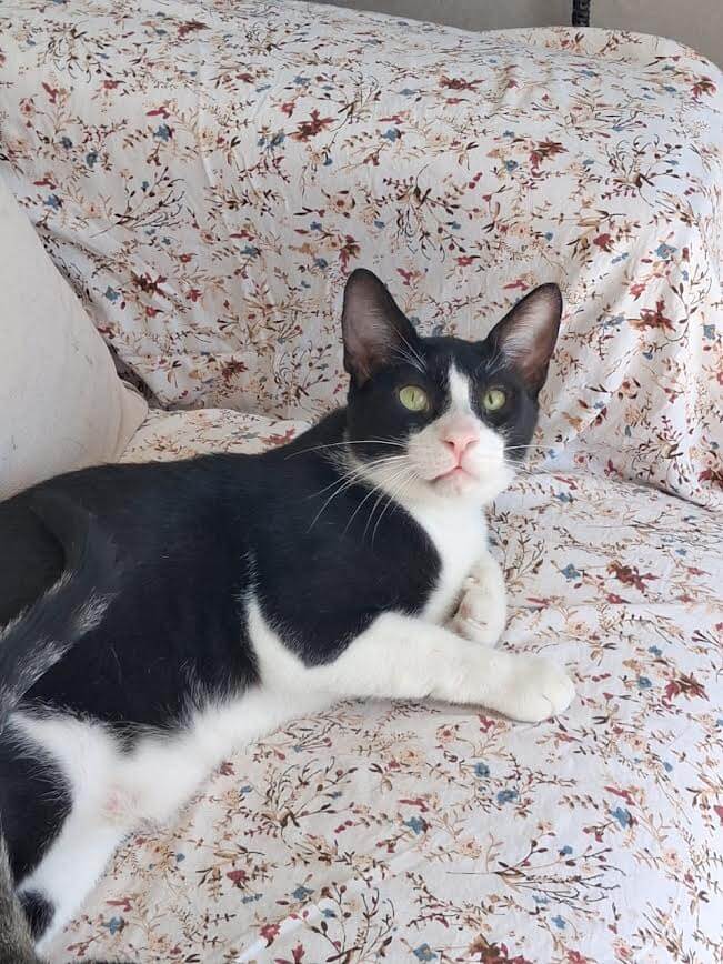 katze-adoptieren-Oddi-athener-cats