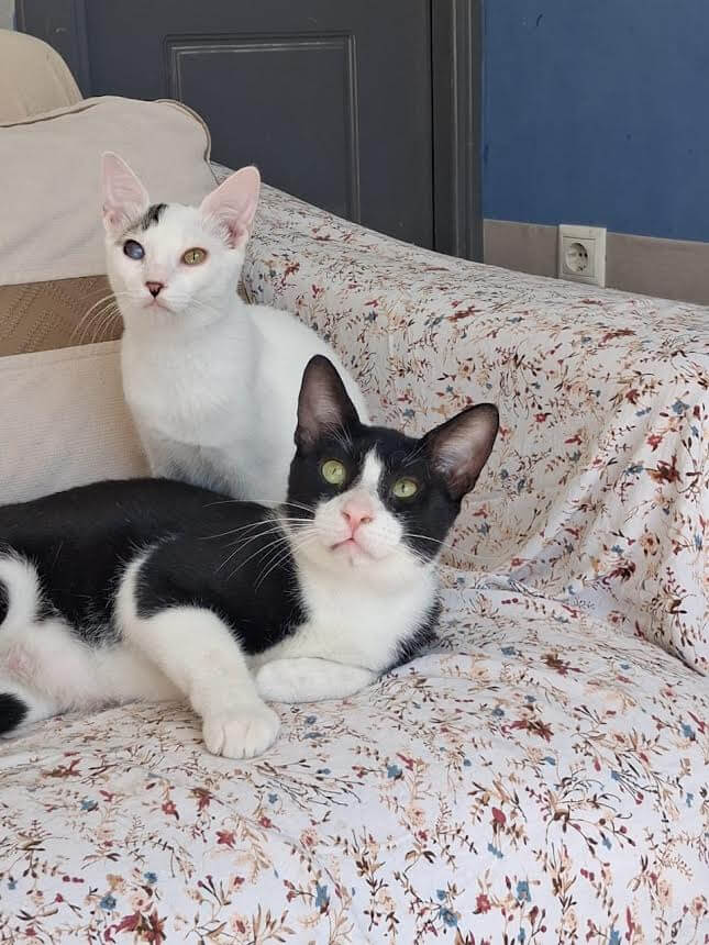 katze-adoptieren-Oddi-athener-cats