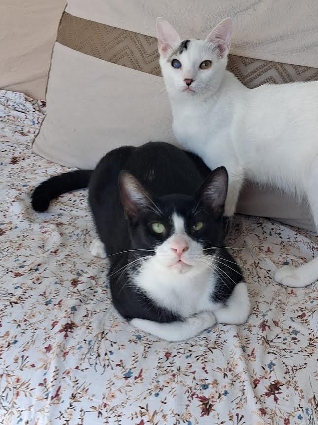 katze-adoptieren-Oddi-athener-cats