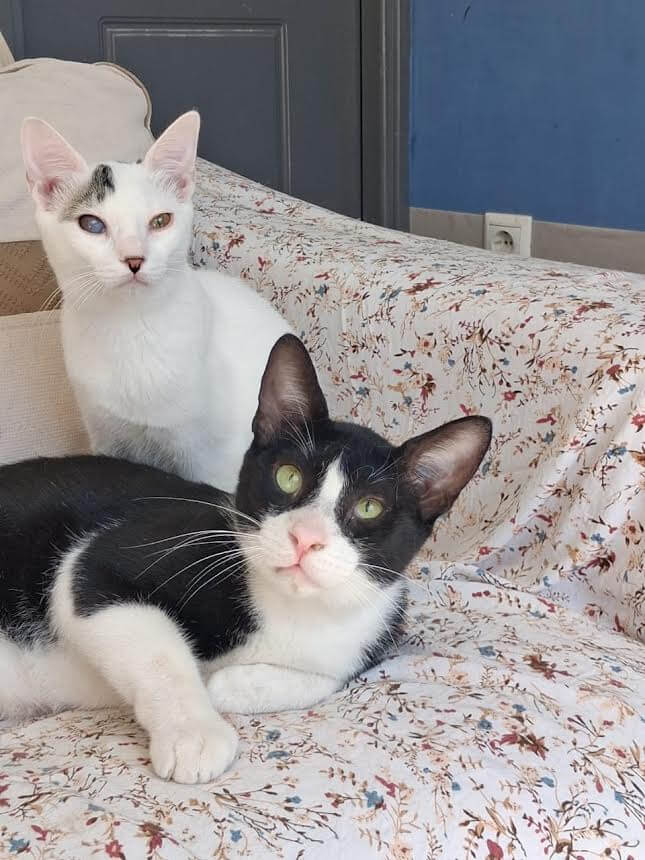katze-adoptieren-Oddi-athener-cats