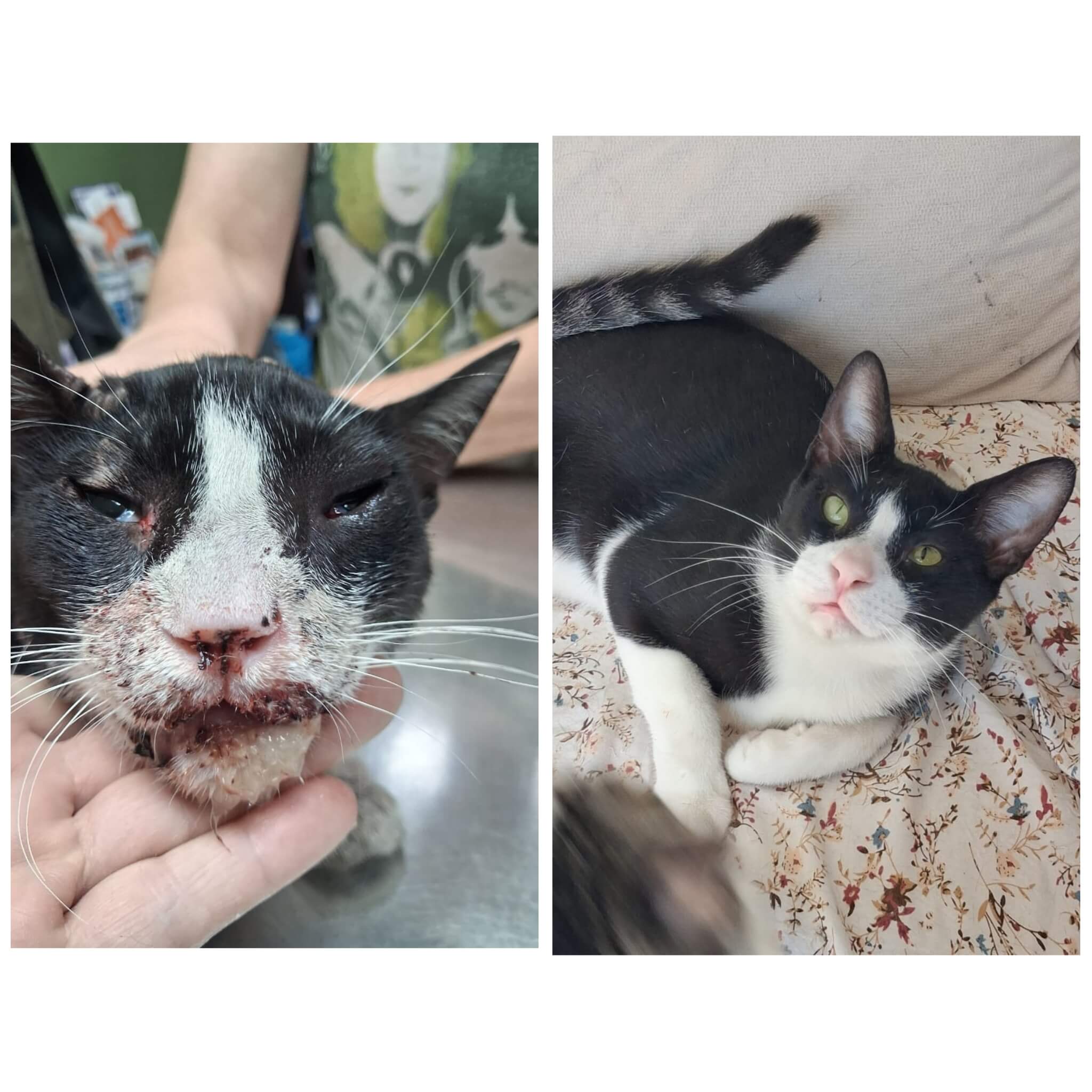 katze-adoptieren-Oddi-athener-cats