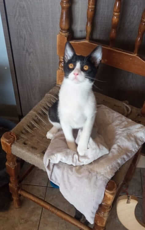 Kitten in Not zu adoptieren