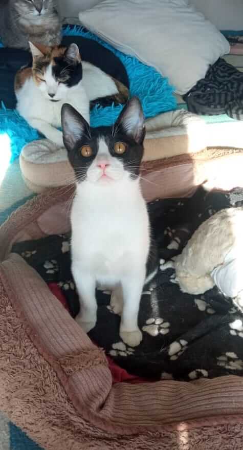 Schwarz/weisse Katze aus Athen