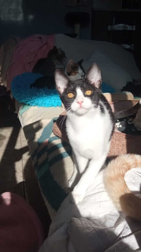 Schwarz weisse Katze aus Athen zu adoptieren