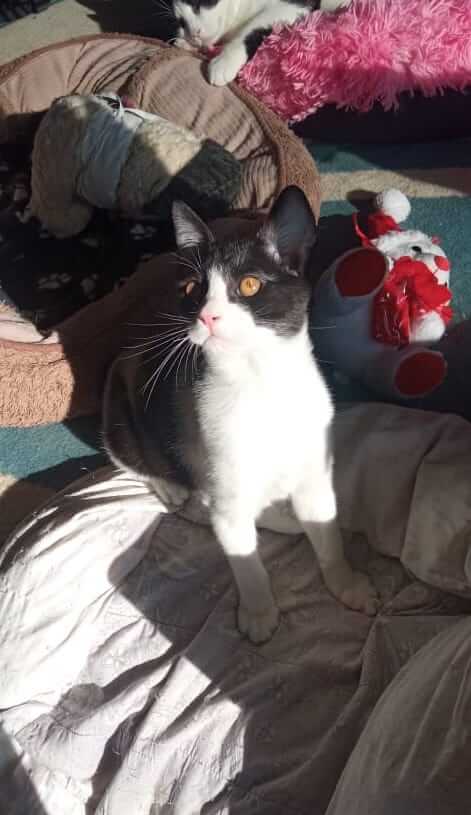 Katze in Not adoptieren