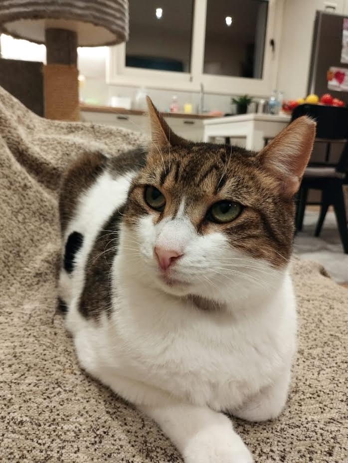 Strassenkatze adoptieren