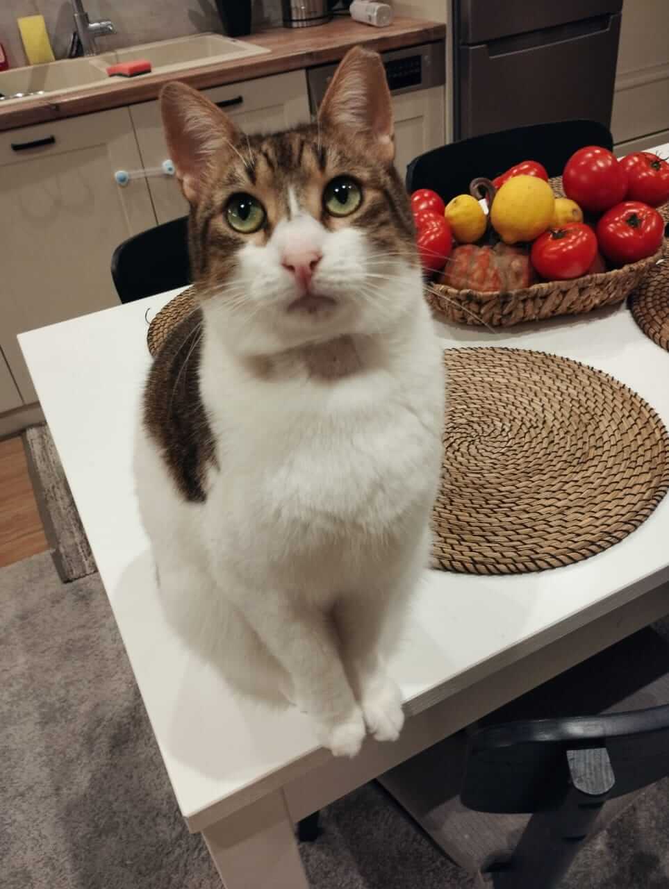 Strassenkatze adoptieren