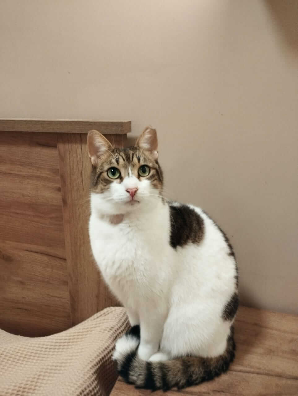 Strassenkatze adoptieren