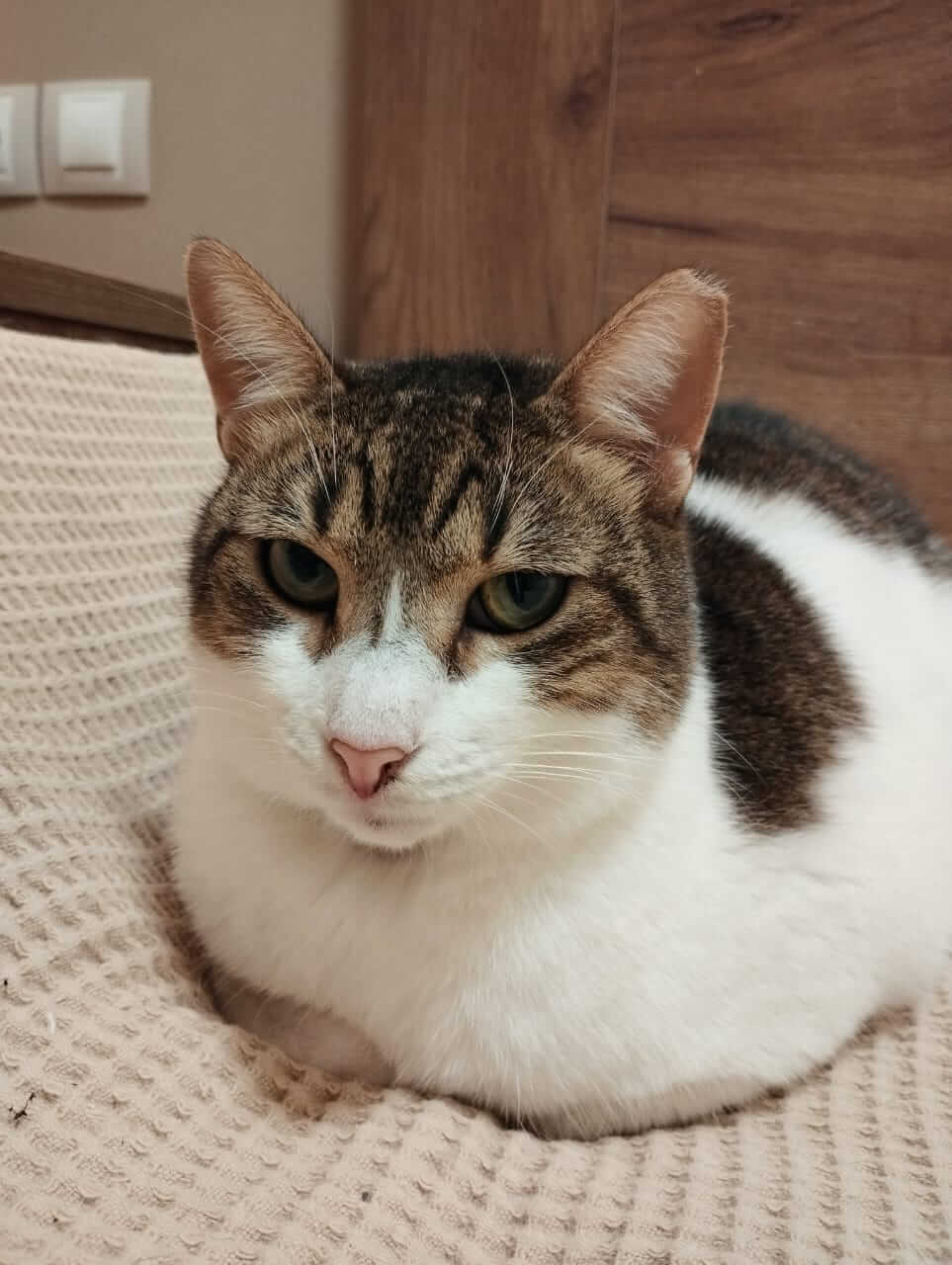 Strassenkatze adoptieren