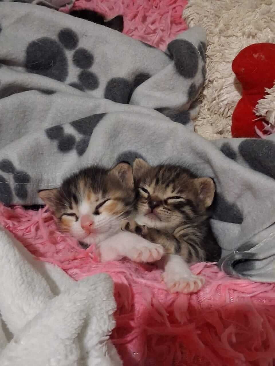 katze-adoptieren-Zizel-athener-cats