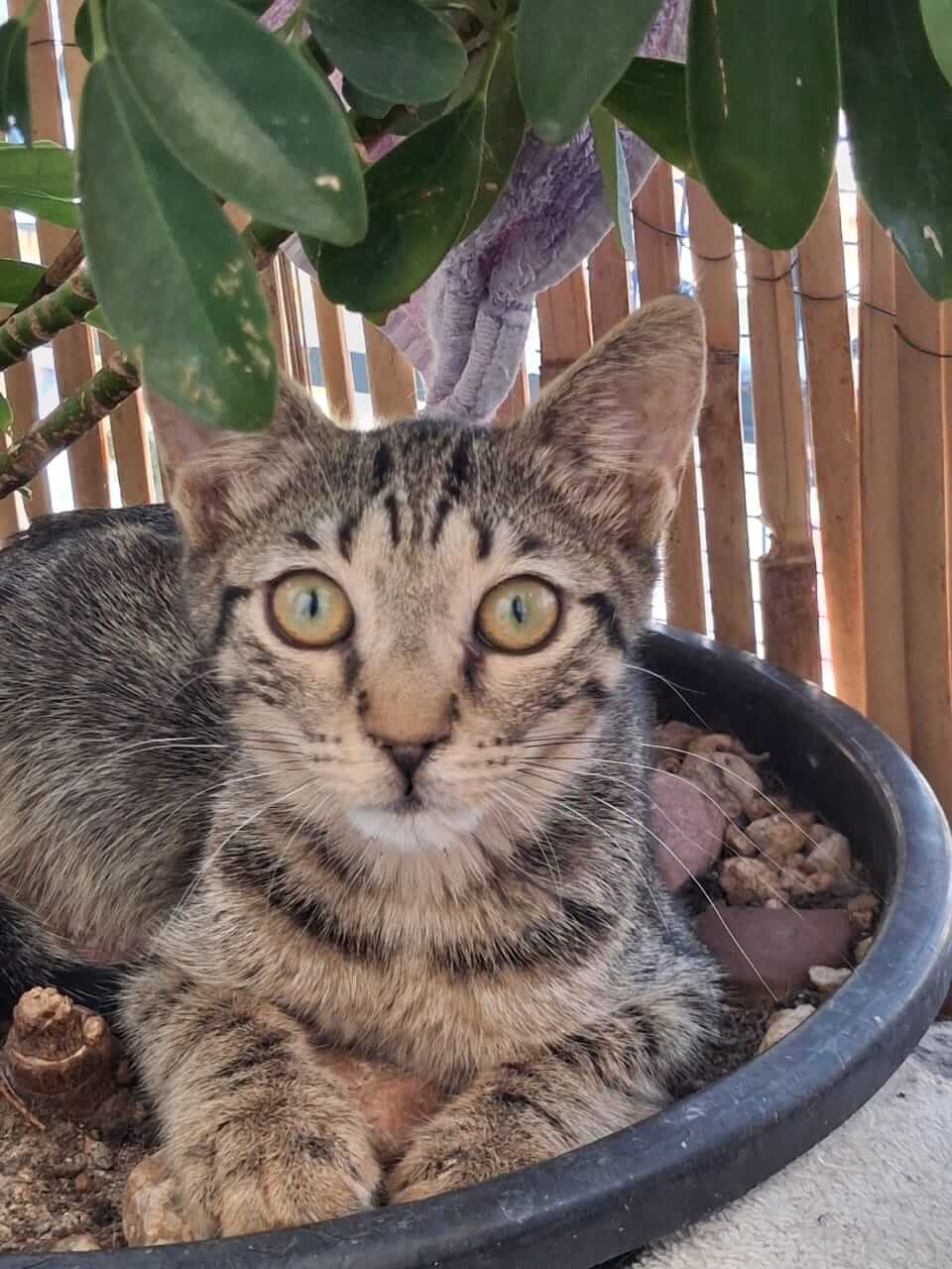 katze-adoptieren-Zizel-athener-cats