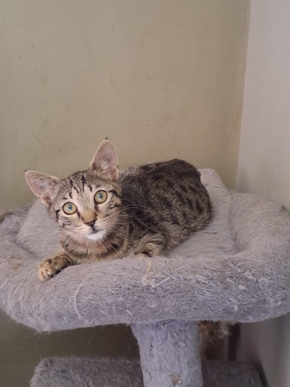 katze-adoptieren-Zizel-athener-cats