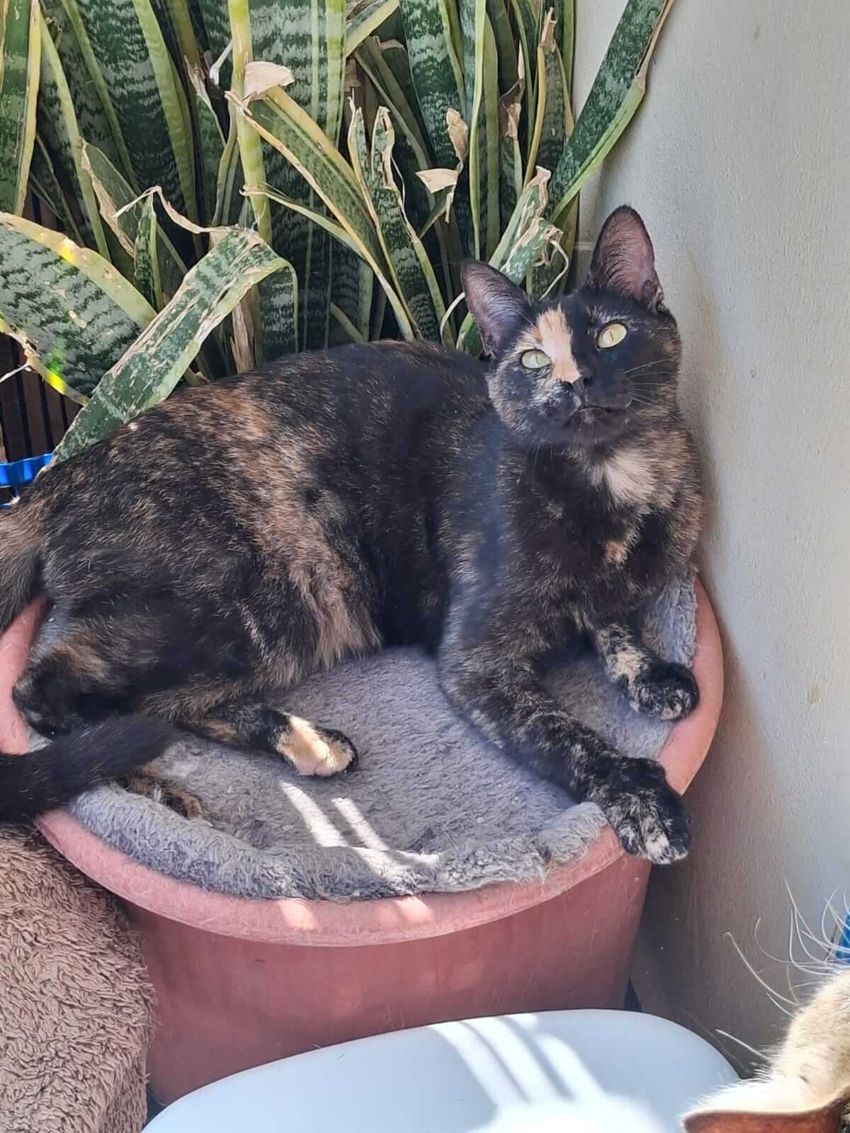 Athenercats Daisy & Chloe Hummelpopo, Alle Schokofarben der Welt