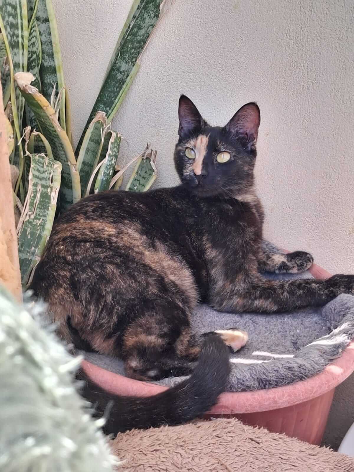 Athenercats Daisy & Chloe Hummelpopo, Alle Schokofarben der Welt