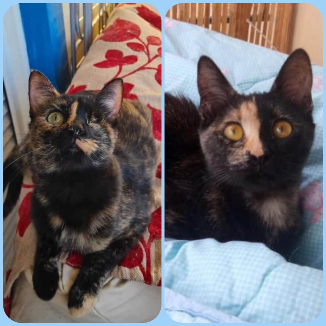 Athenercats Daisy & Chloe Hummelpopo, Alle Schokofarben der Welt