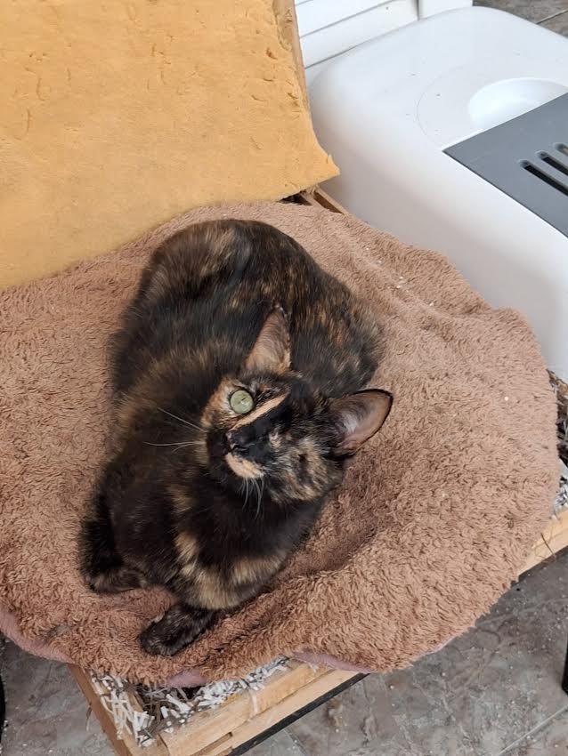 Athenercats Daisy & Chloe Hummelpopo, Alle Schokofarben der Welt