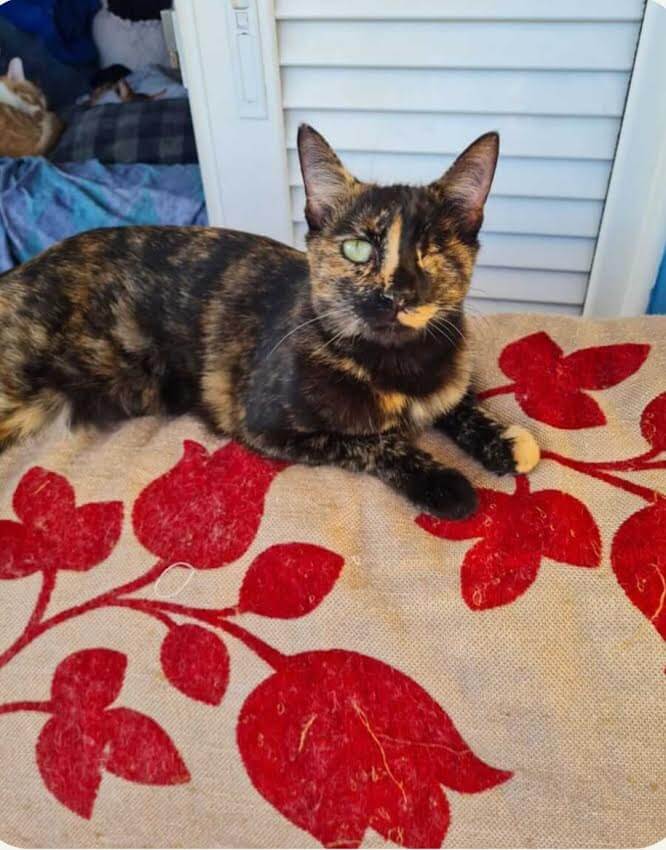 Athenercats Daisy & Chloe Hummelpopo, Alle Schokofarben der Welt