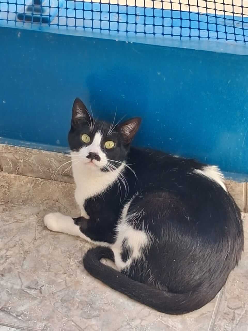 Katze adoptieren Dalia Athener cats
