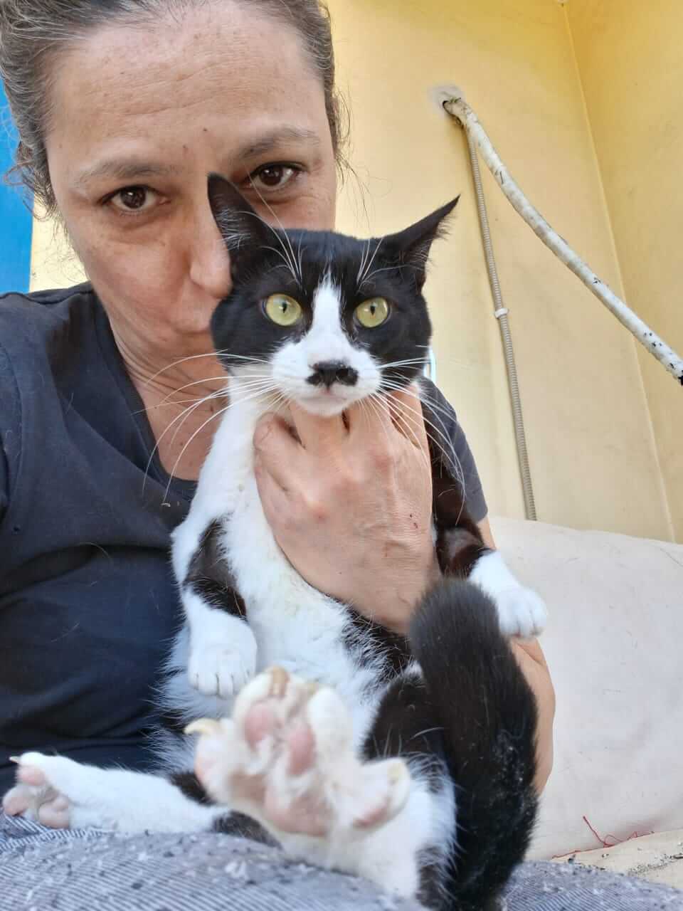 Katze adoptieren Dalia Athener cats